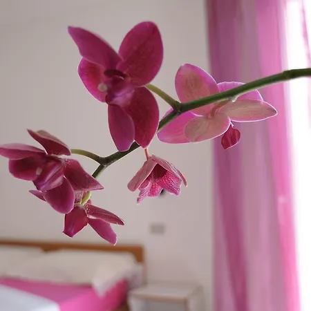 Solemare E * ミザーノ・アドリアーティコ